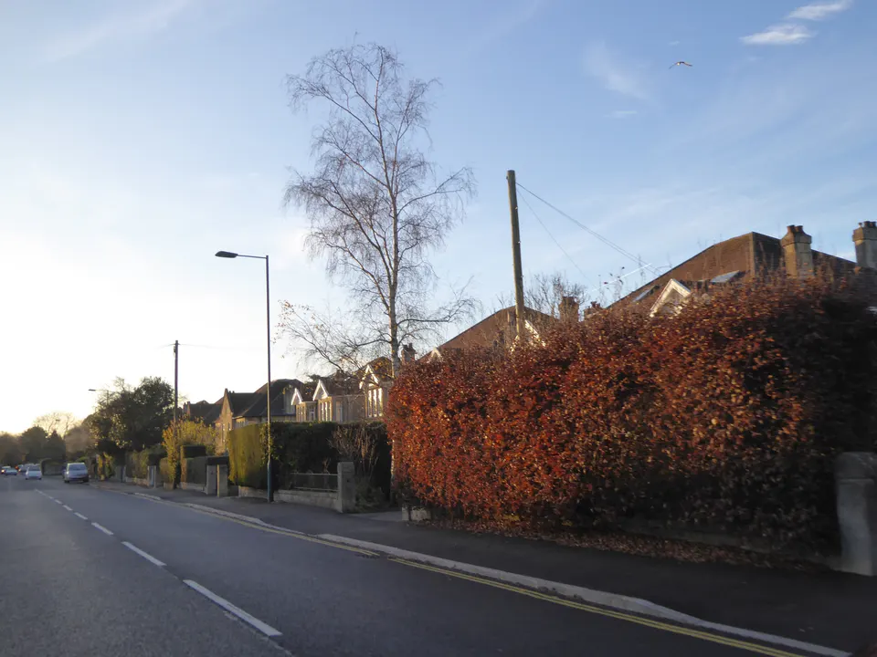 Autumn hedge beside a street in Combe Down, Bath