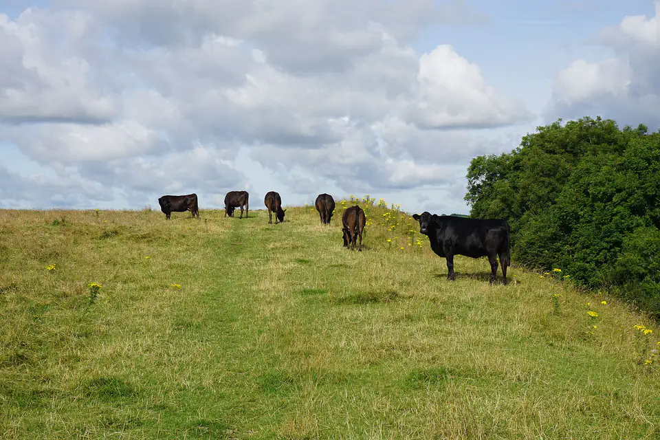 Cattle on top of Little Solsbury Hill near Bath